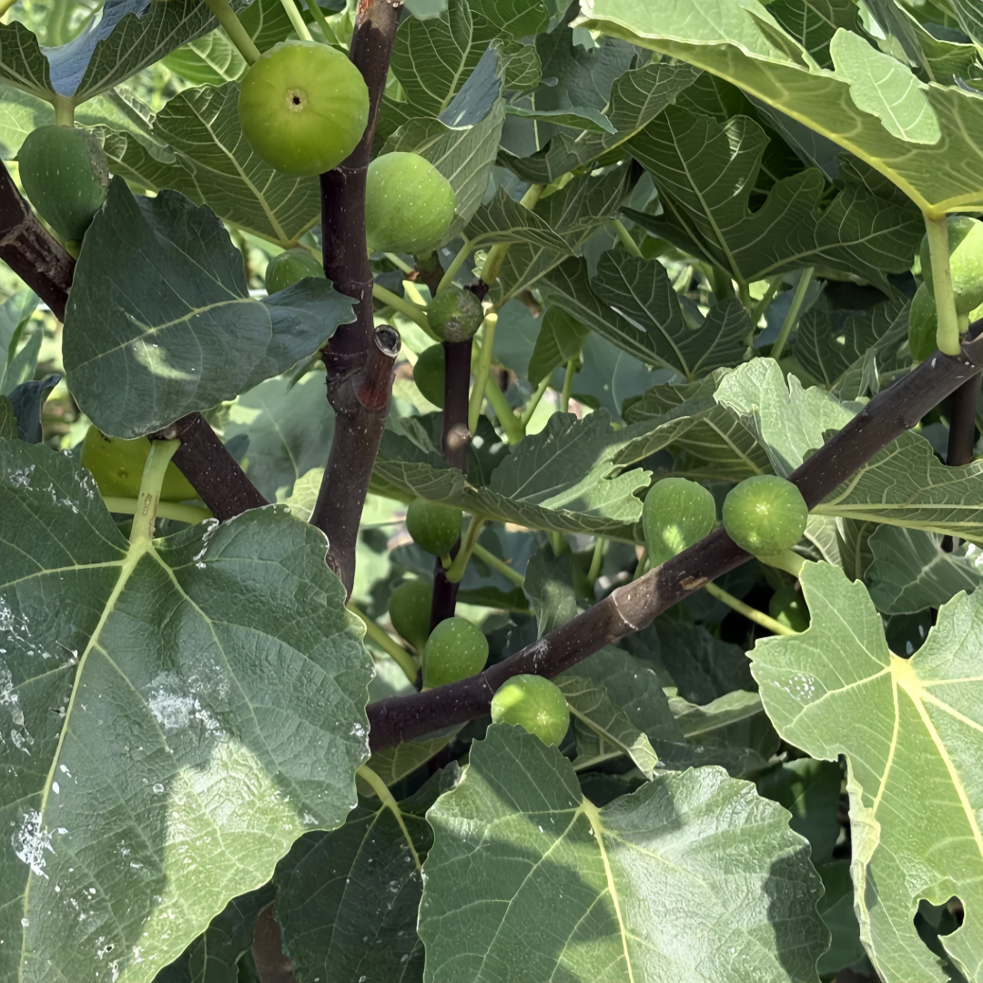 Green Skin fig tree loaded with ripe figs under full sunlight