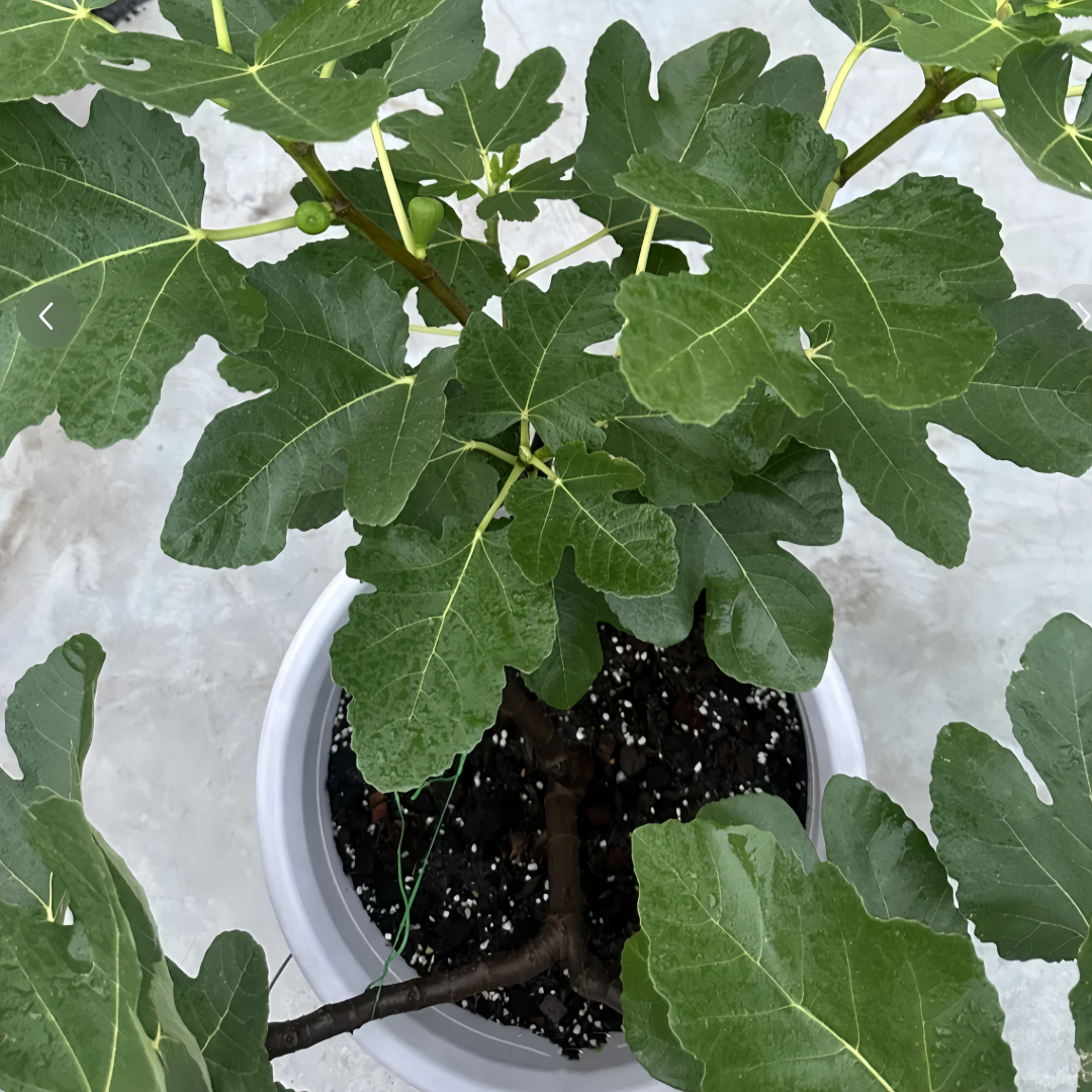 Green Skin fig tree loaded with ripe figs under full sunlight