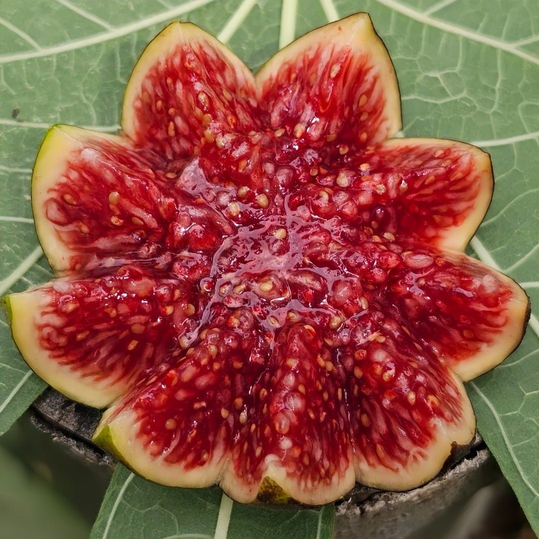 Grise Fig Tree with peach-colored figs and red flesh