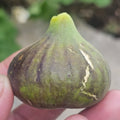 Ripe Grise figs hanging on tree branches in sunlight