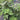 Grise Fig Tree fig tree with ripe sweet figs