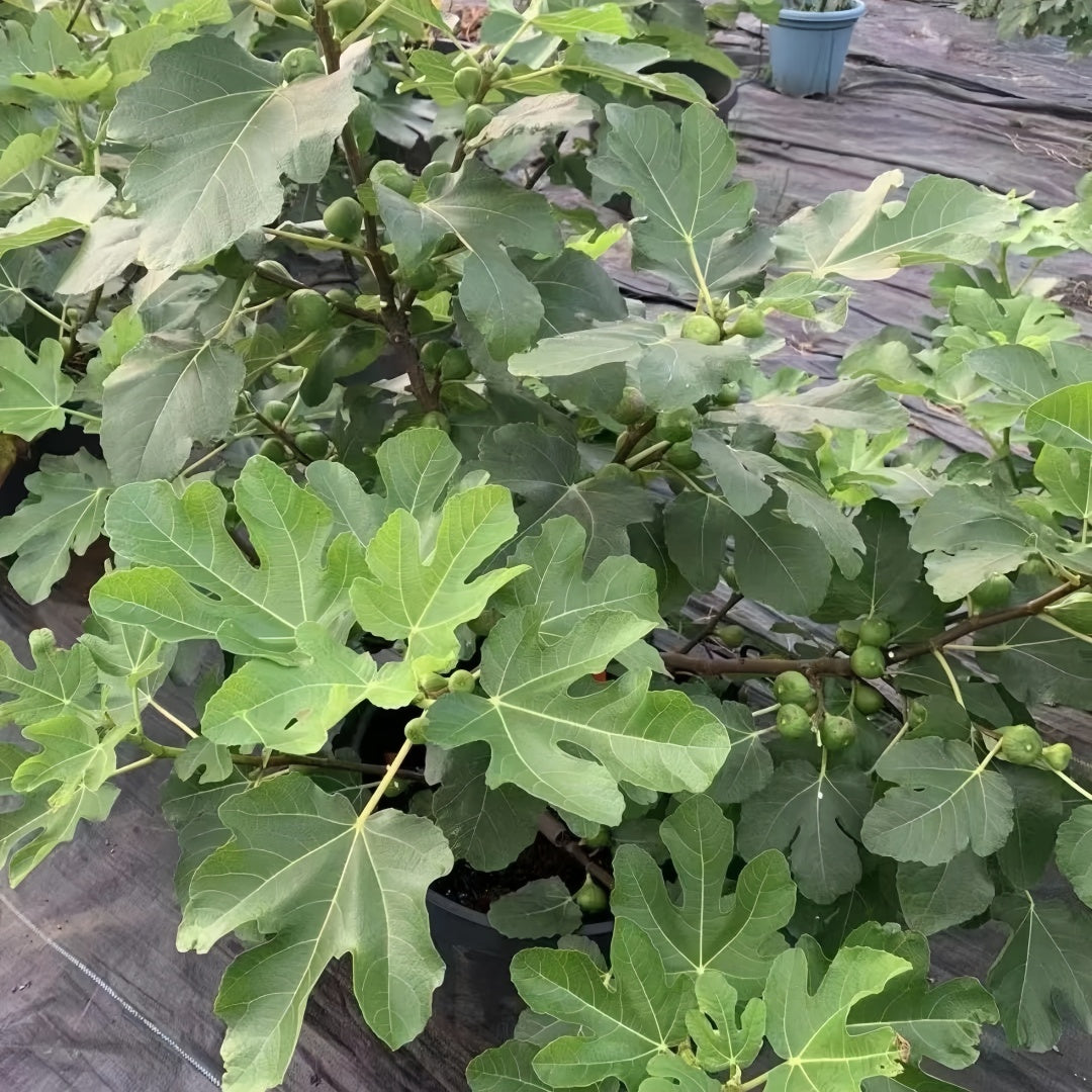 Ripe Grise figs hanging on tree branches in sunlight