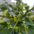 Sweet Grise figs sliced to reveal vibrant red centers