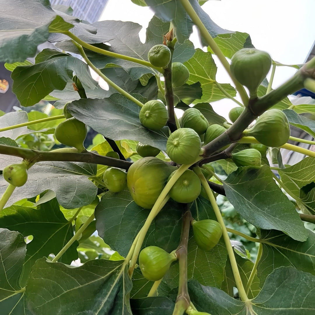 Sweet Grise figs sliced to reveal vibrant red centers