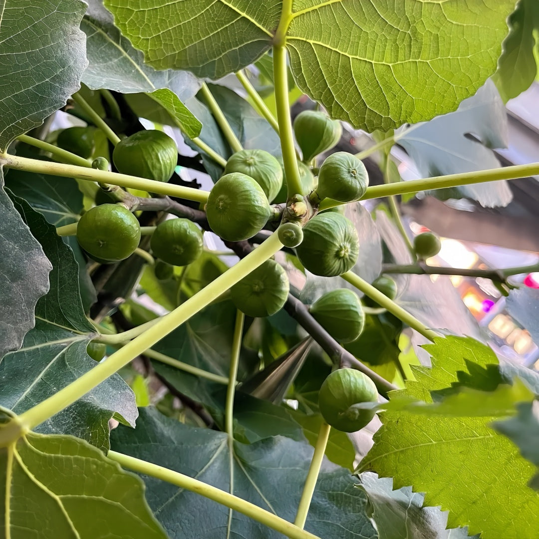 Grise Fig Tree thriving in full sun with large fruits
