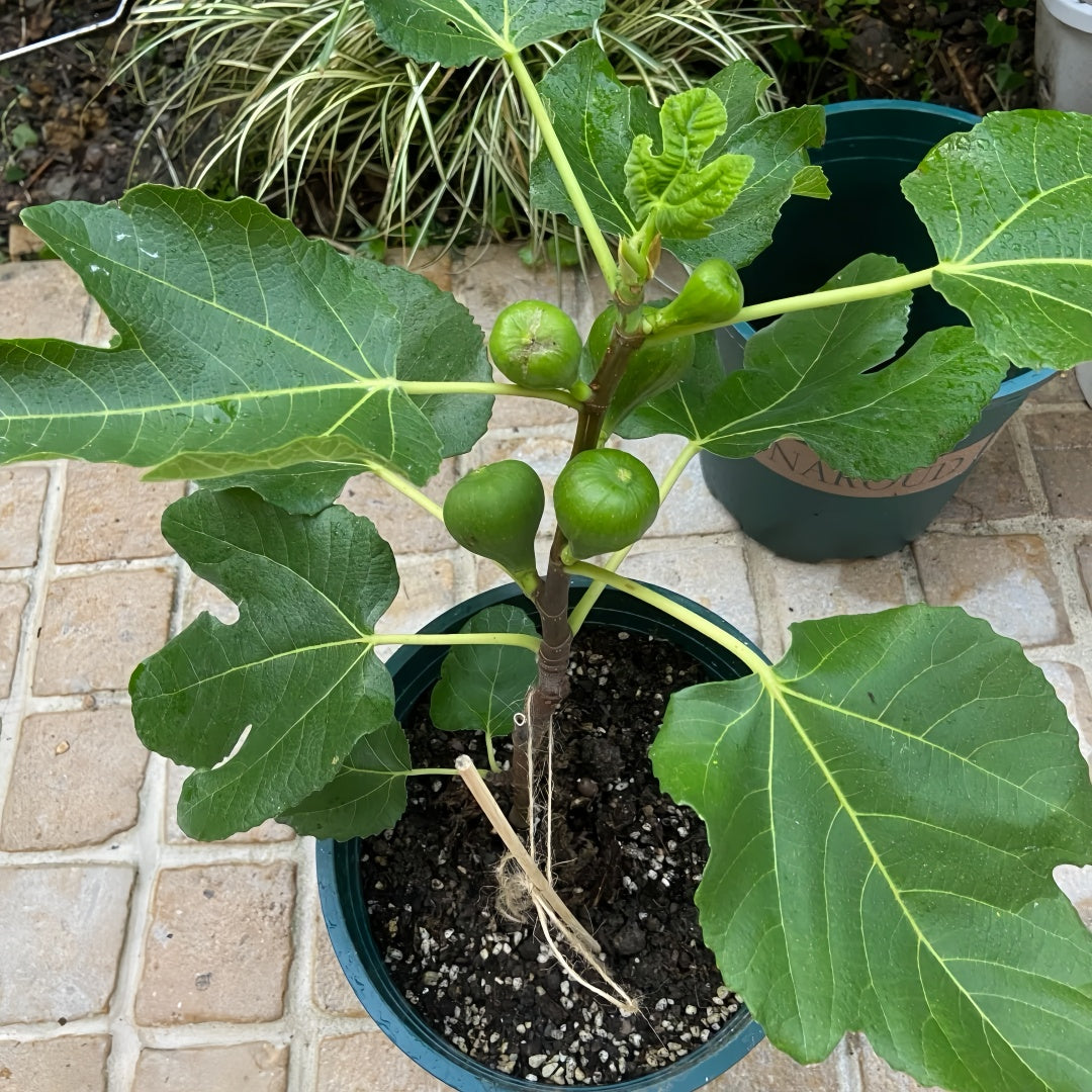 Grise Fig Tree with peach-colored figs and red flesh