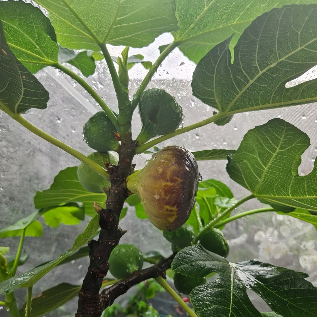 Grise Fig Tree thriving in full sun with large fruits
