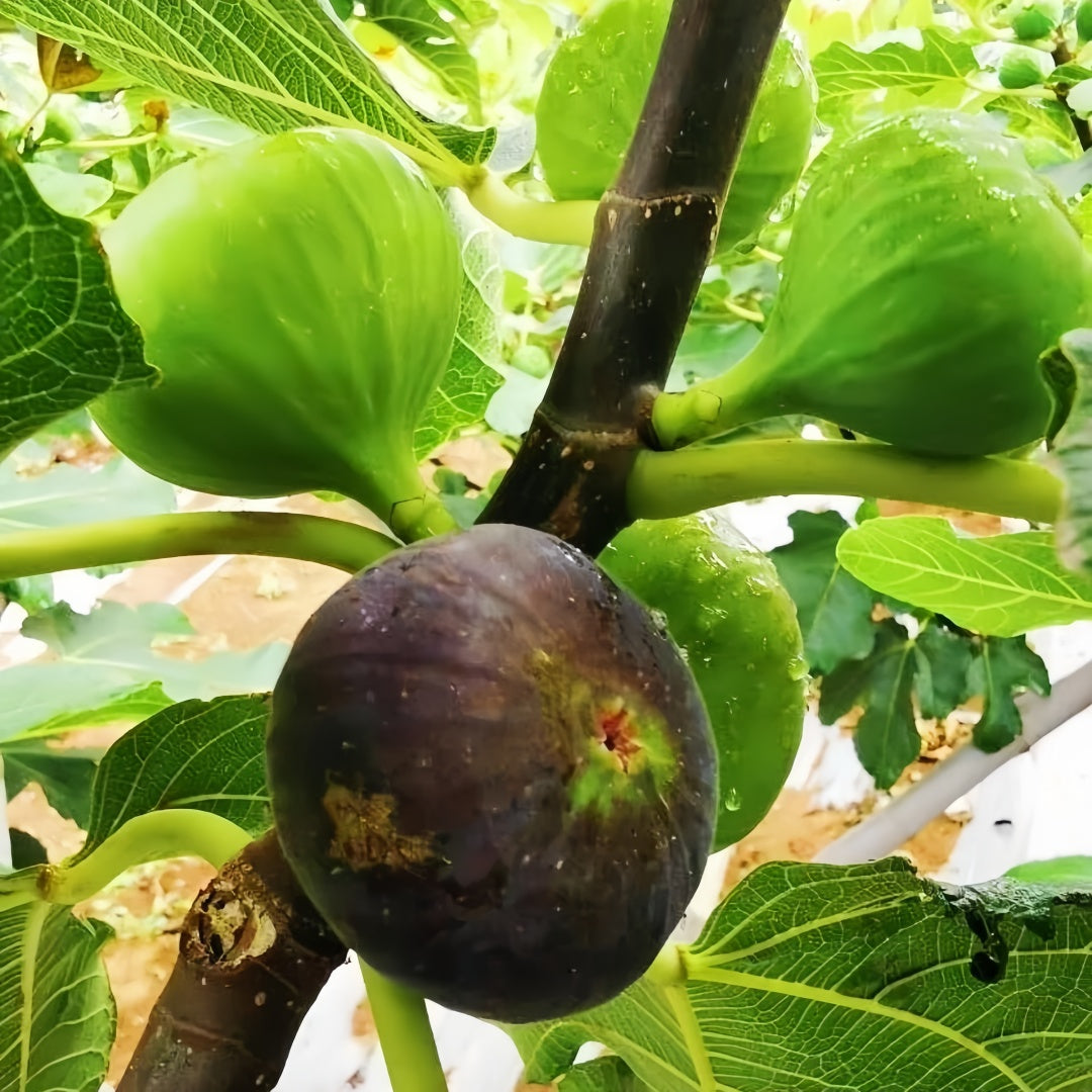 Grise Fig Tree thriving in full sun with large fruits