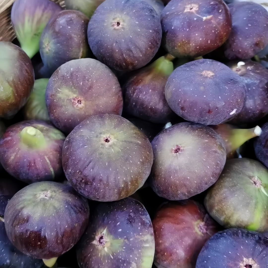 Grise Fig Tree thriving in full sun with large fruits