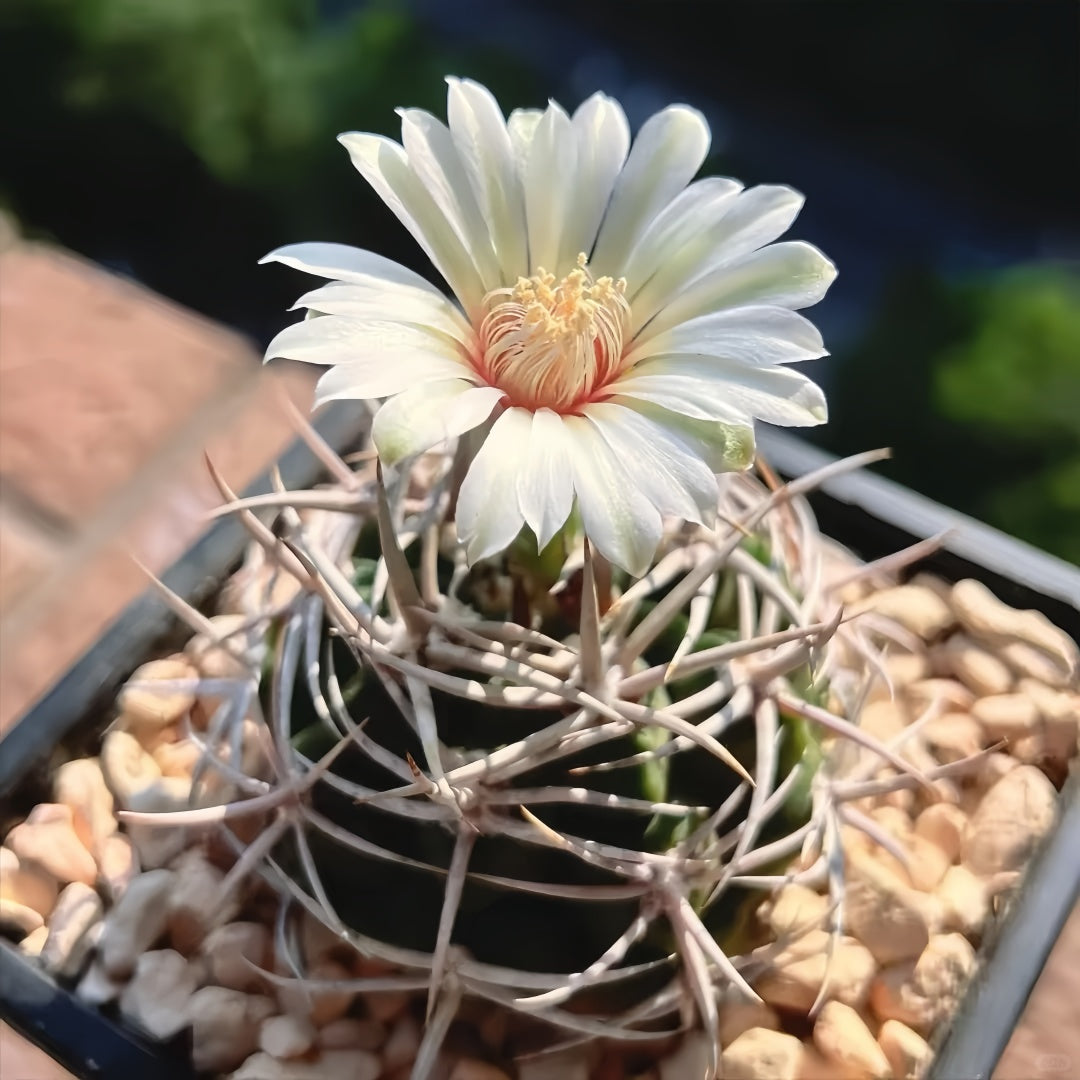 Gymnocalycium castellanosii ssp. ferocius Plant