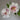 Hakumyo Peony bloom – pristine white layered petals symbolizing purity and elegance.