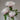 Hakumyo Peony bloom – pristine white layered petals symbolizing purity and elegance.