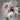 Hakumyo Peony bloom – pristine white layered petals symbolizing purity and elegance.