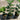 Hardy Fig Tree – Early-Ripening Cold-Hardy Figs with Sweet Honey-Berry Flavor
