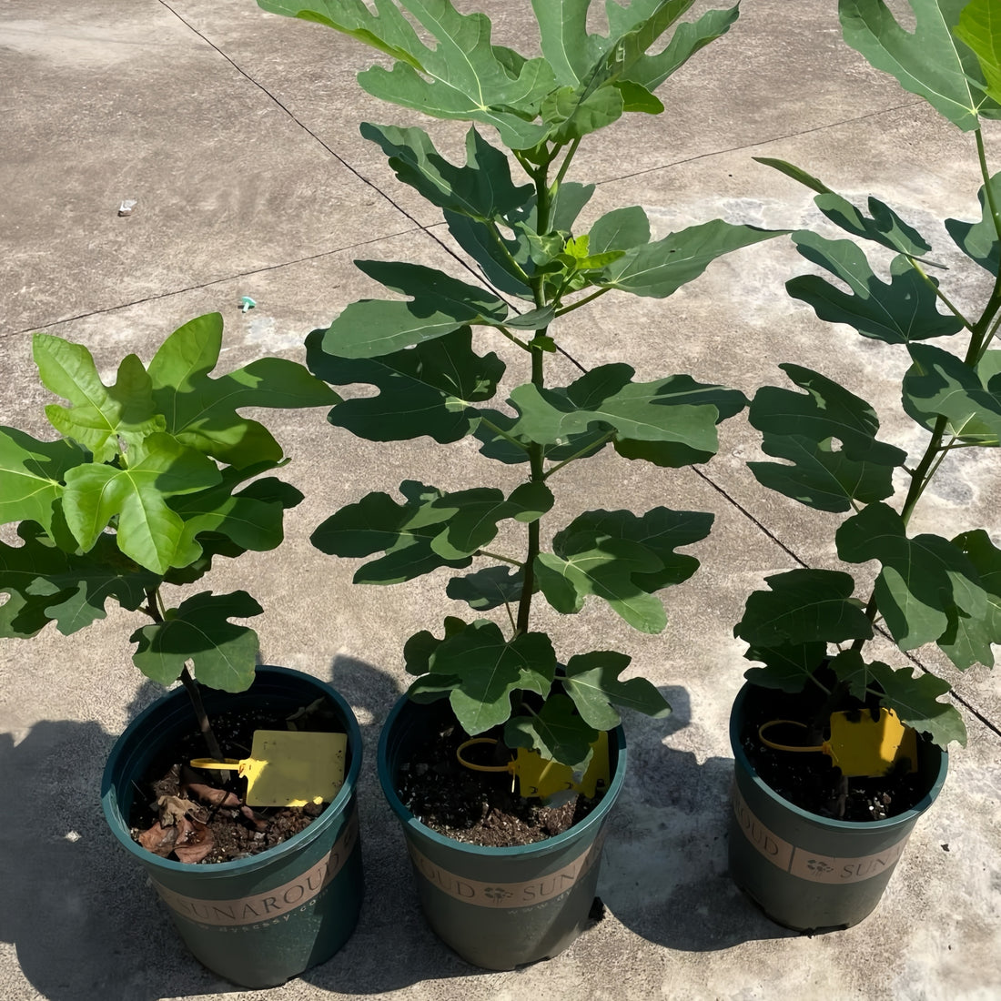 Hardy Fig Tree