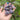 Hardy Fig Tree – Early-Ripening Cold-Hardy Figs with Sweet Honey-Berry Flavor