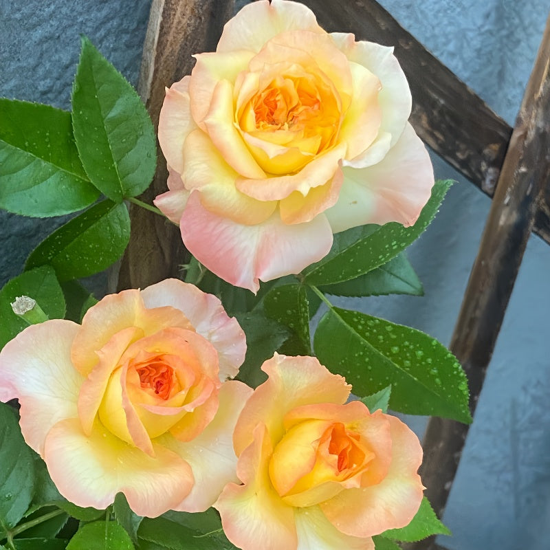 Henri Delbard Rose