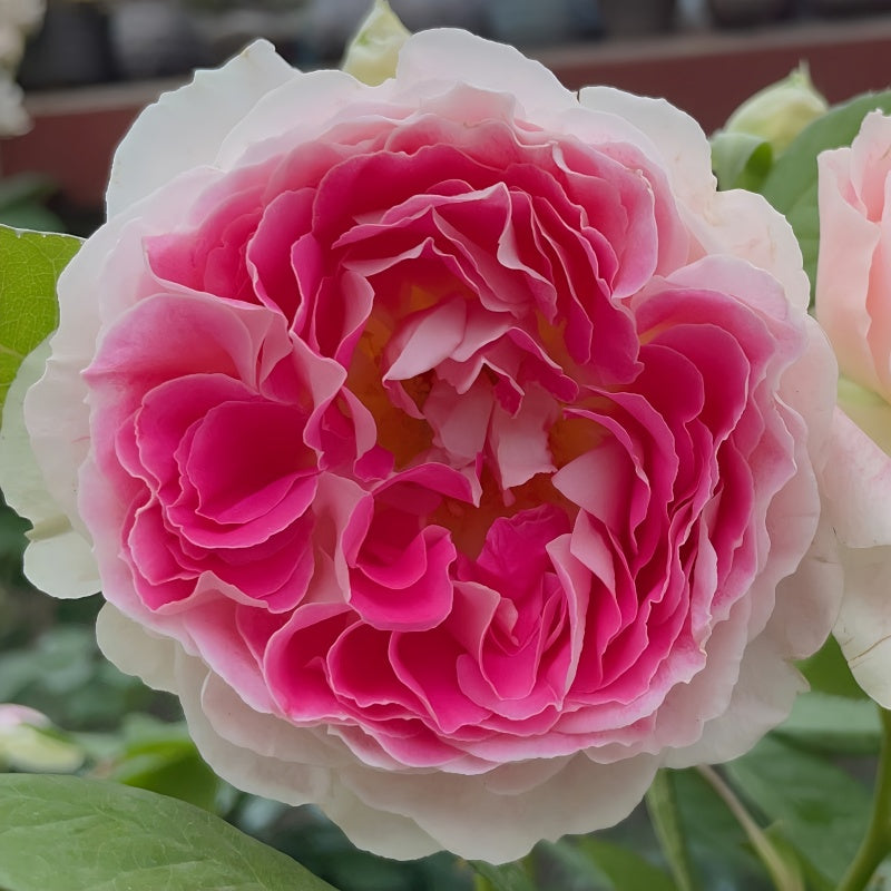 Holiday Island Guernsey Rose – Creamy White to Soft Red Hybrid Tea Bloom