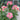 Holiday Island Guernsey Rose close-up of densely petaled flower