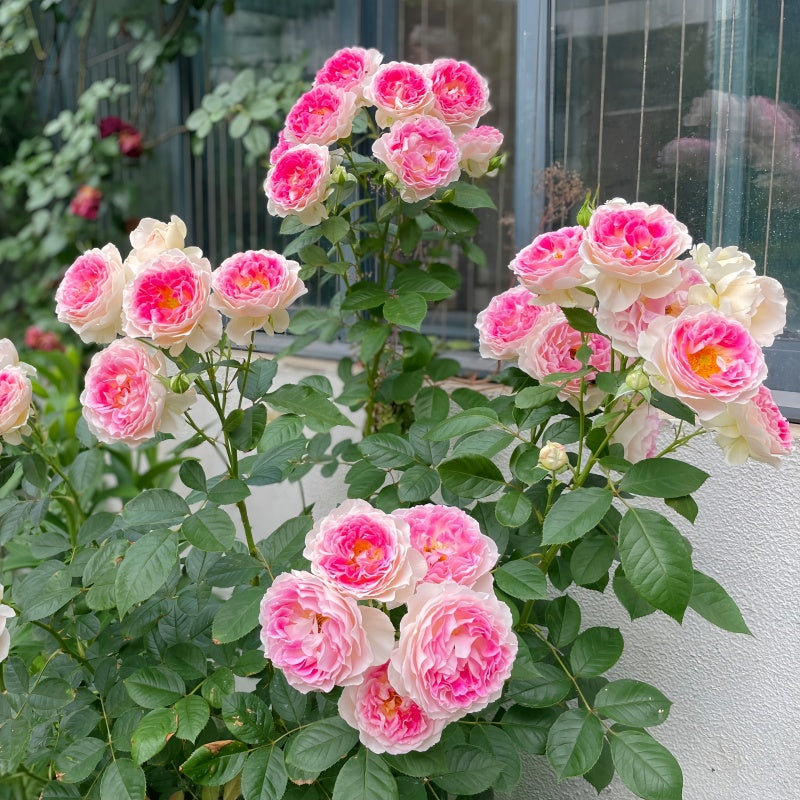 Holiday Island Guernsey Rose – Creamy White to Soft Red Hybrid Tea Bloom