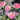 Holiday Island Guernsey Rose shrub rose flowering in a sunny border