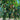 Honey Peach Tree(4~5Feet) ornamental plant in garden