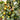 Honey Jar Jujube Tree with small round golden fruits under sunlight