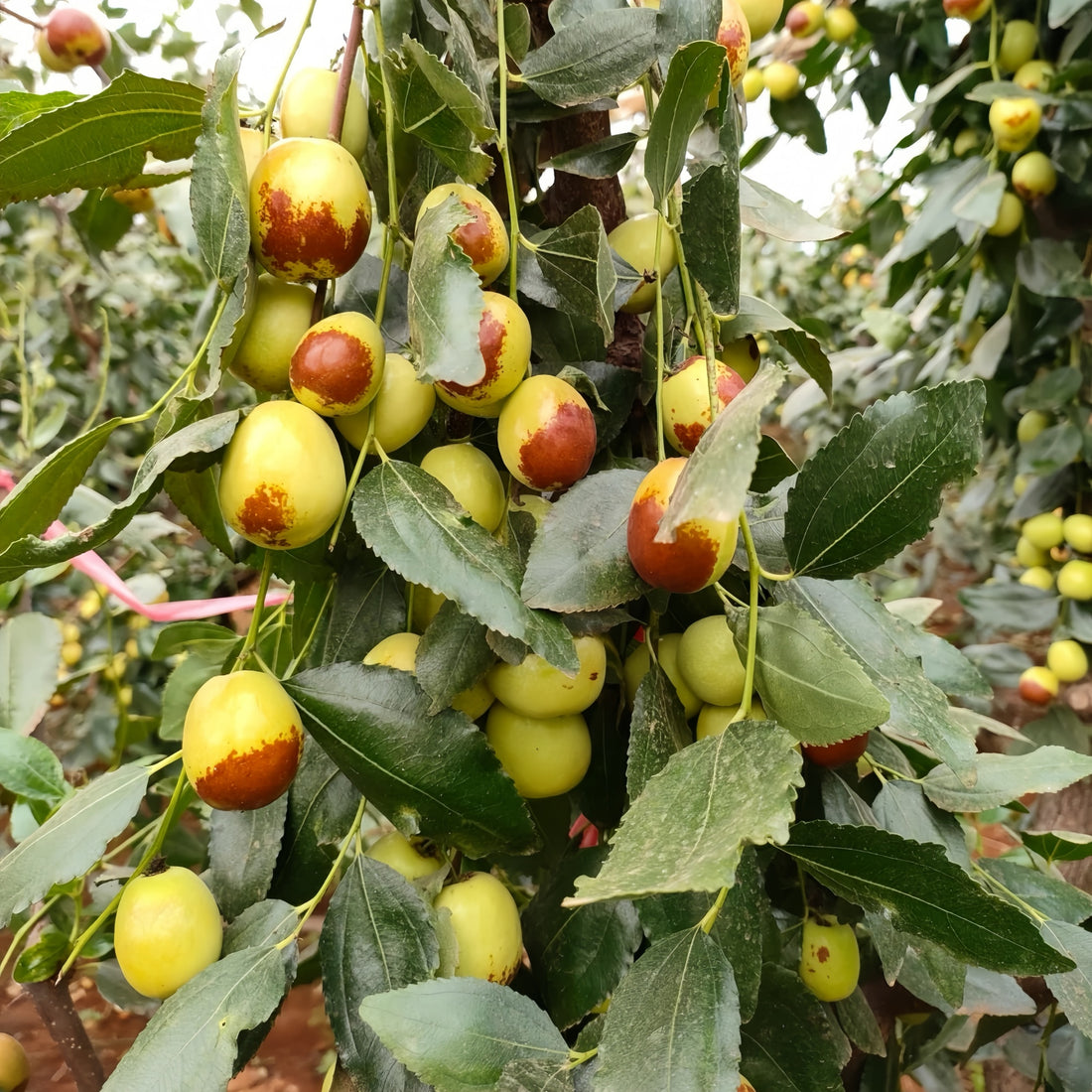 Honey Jar Jujube Tree with small round golden fruits under sunlight