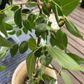 Honey Jar Jujube Tree with small round golden fruits under sunlight