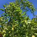 Honey Jar Jujube Tree with small round golden fruits under sunlight