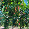 Honey Peach Tree