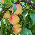 Honey Peach Tree