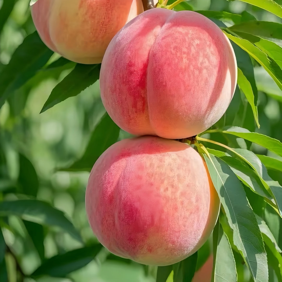 Honey Peach Tree