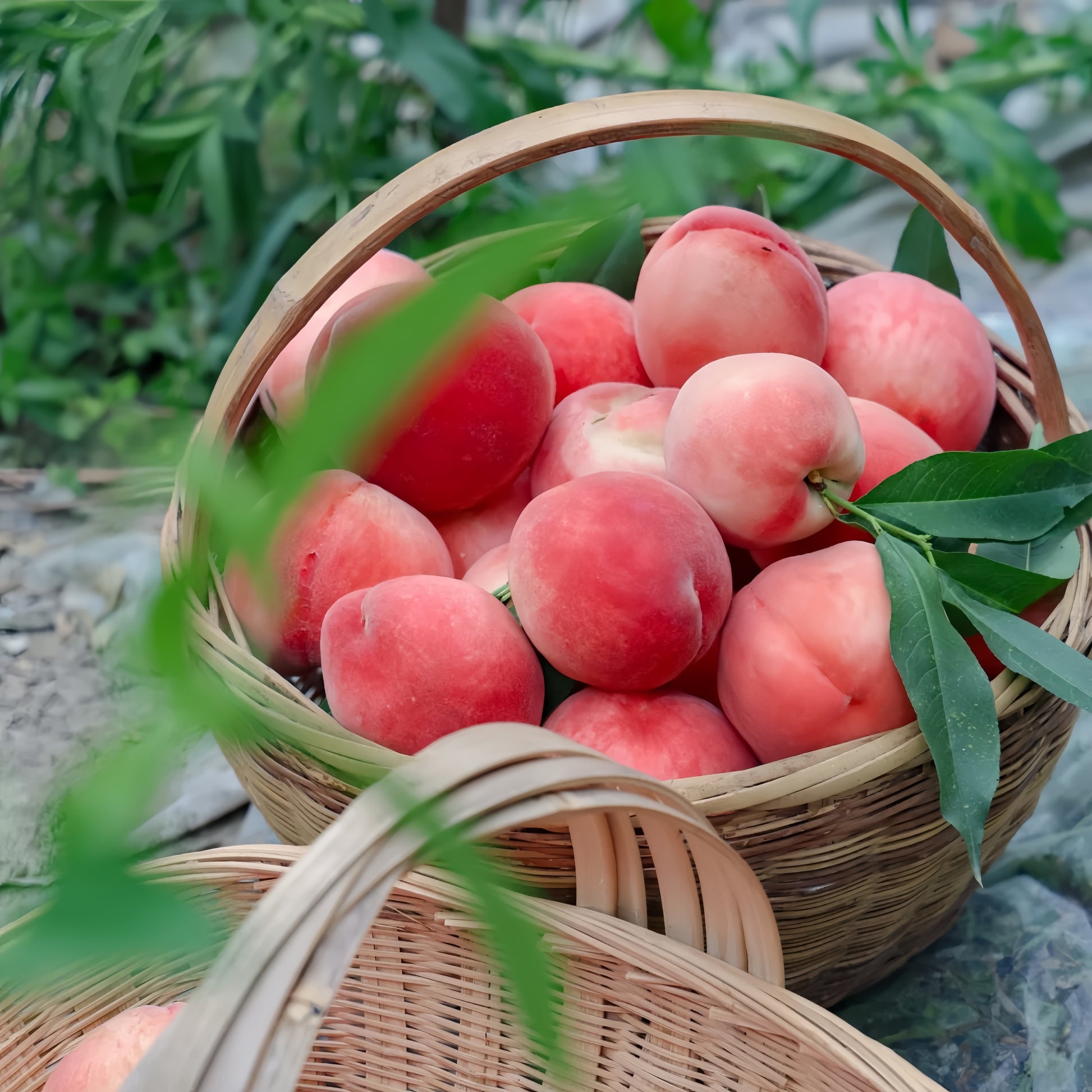 Honey Peach Tree