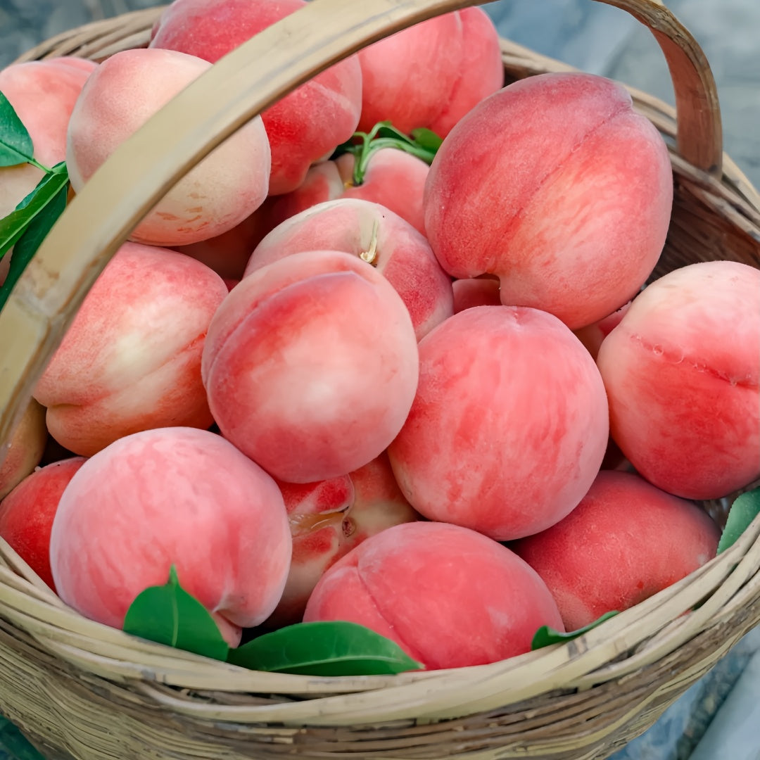 Honey Peach Tree