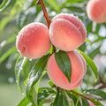 Honey Peach Tree