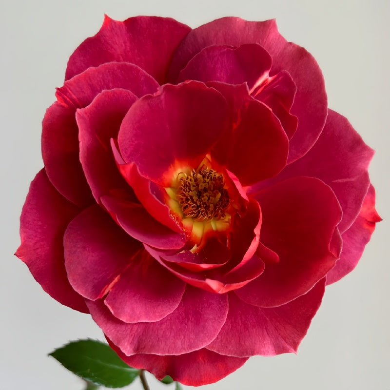 Cluster of Hot Chocolate Rose bushes thriving in a sunny garden bed, displaying rich-colored blooms.