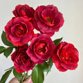 Hot Chocolate Rose planted along a garden border, creating contrast with lush green foliage.
