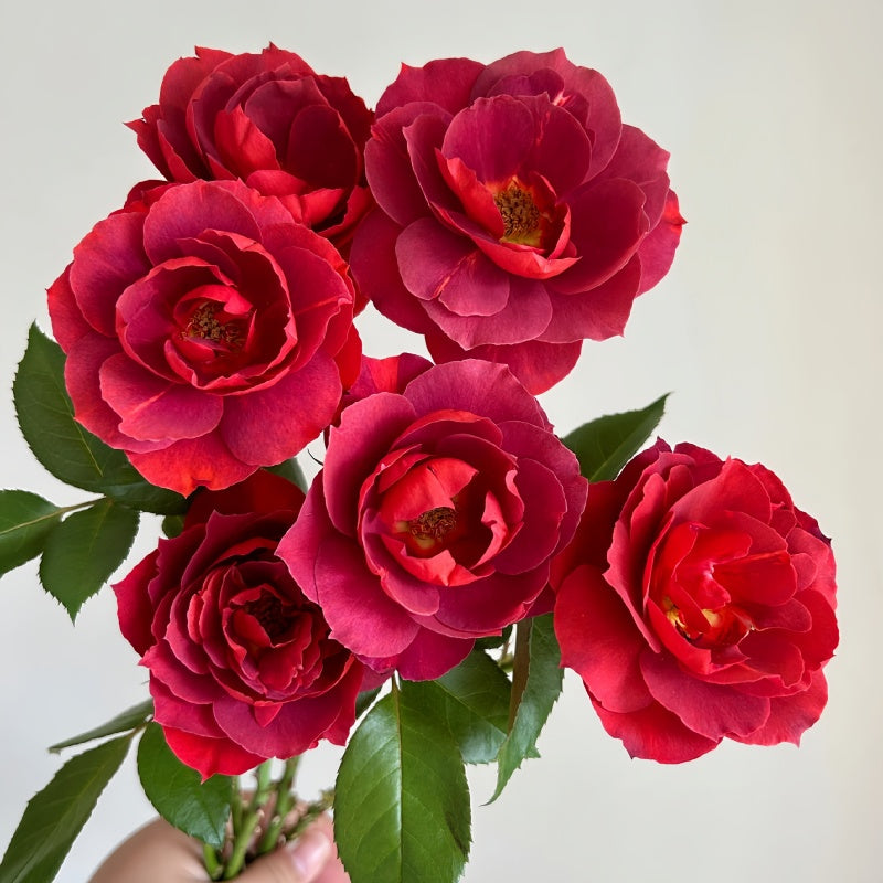 Hot Chocolate Rose planted along a garden border, creating contrast with lush green foliage.