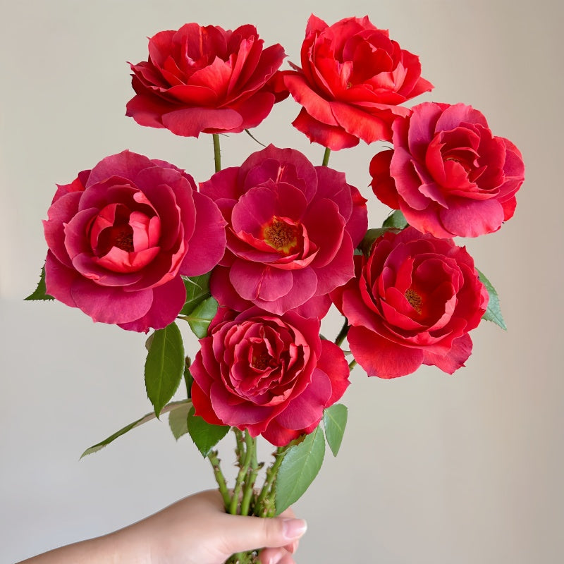 Freshly cut Hot Chocolate Roses arranged in a vase, highlighting their rich tones and elegant form.