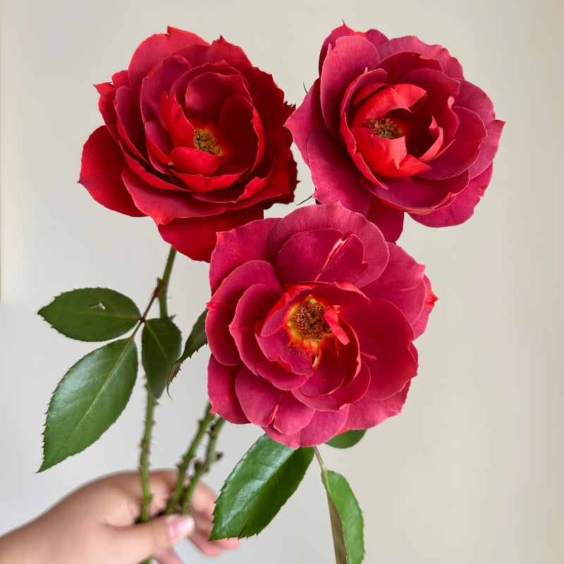 Hot Chocolate Rose growing in a container on a patio, ideal for balcony and terrace displays.