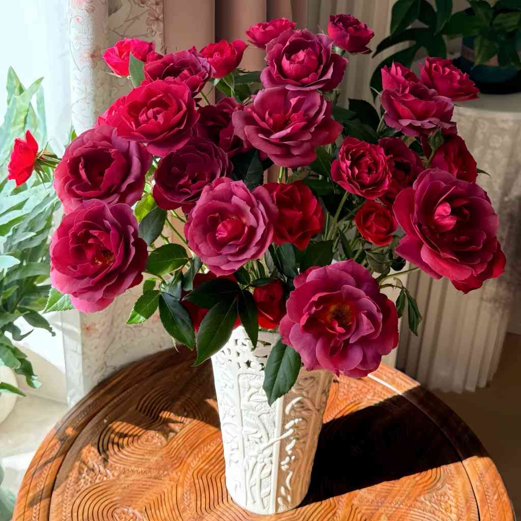 Detailed view of Hot Chocolate Rose petals with a subtle gradient from deep red to warm brown.