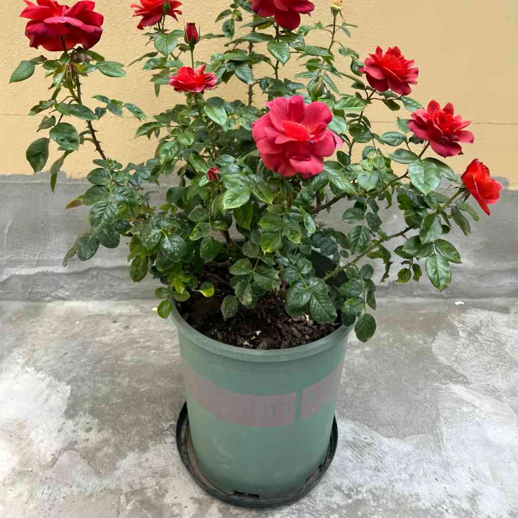 Hot Chocolate Rose planted near a seating area, ideal for enjoying its fragrance and bold beauty.