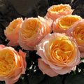 Imagine Rose transitioning from tight yellow bud to open pink-tipped bloom