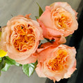 Imagine Rose transitioning from tight yellow bud to open pink-tipped bloom