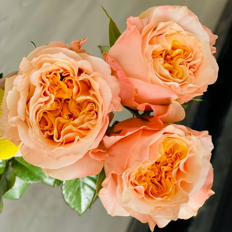 Imagine Rose transitioning from tight yellow bud to open pink-tipped bloom