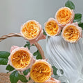 Imagine Rose transitioning from tight yellow bud to open pink-tipped bloom