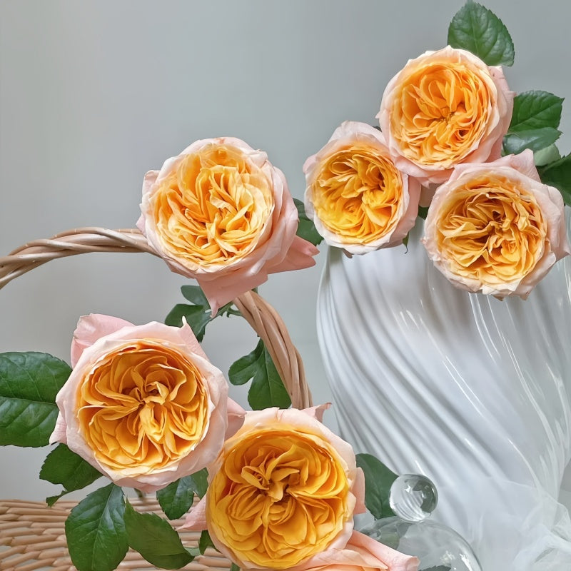 Imagine Rose transitioning from tight yellow bud to open pink-tipped bloom