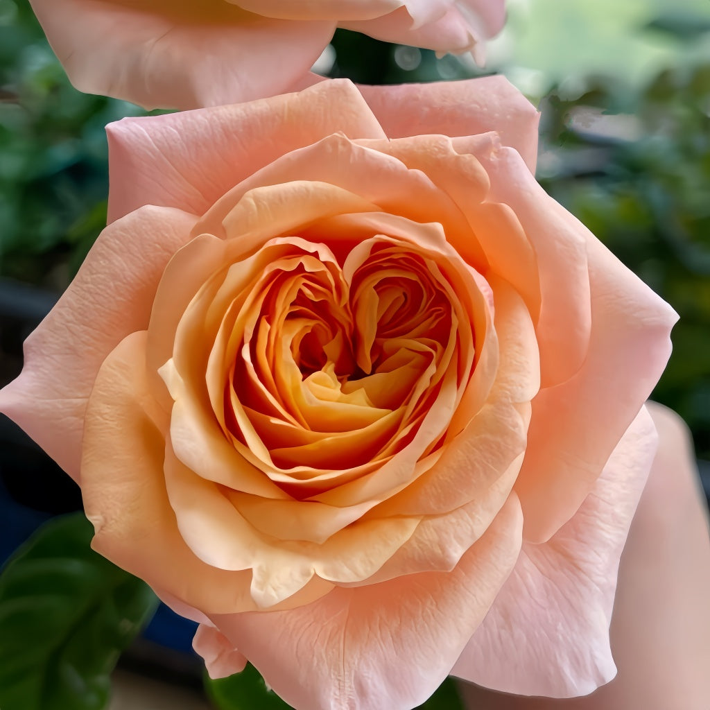 Imagine Rose transitioning from tight yellow bud to open pink-tipped bloom