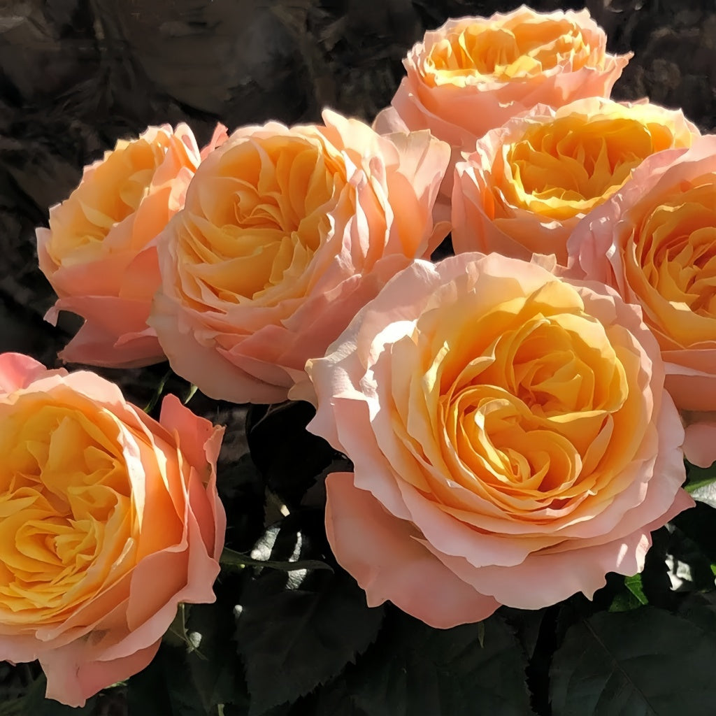 Imagine Rose transitioning from tight yellow bud to open pink-tipped bloom